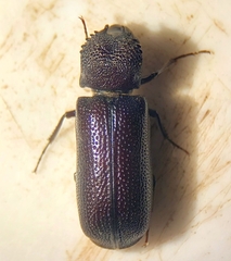 Apatides fortis