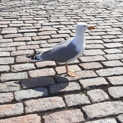 Larus argentatus argentatus