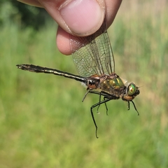 Cordulia aenea aenea
