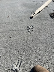 Odocoileus hemionus sitkensis