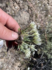 Eremogone franklinii