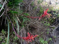 Pitcairnia ringens