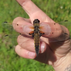 Libellula quadrimaculata