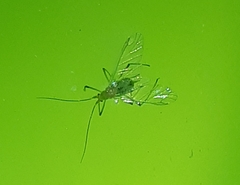 Macrosiphum albifrons