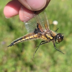 Libellula quadrimaculata