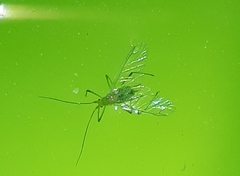 Macrosiphum albifrons