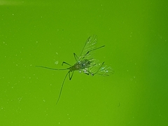 Macrosiphum albifrons