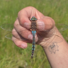 Anax parthenope
