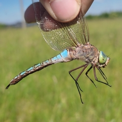 Anax parthenope
