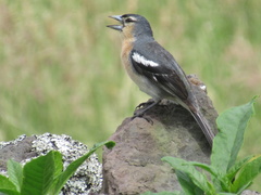 Azores Chaffinch photo 2