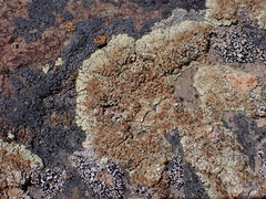 Rhizoplaca phaedrophthalma