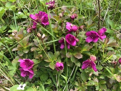 Rhododendron camtschaticum