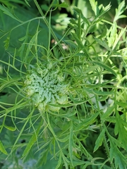 Ammi