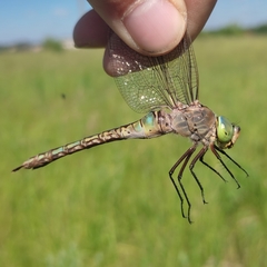 Anax parthenope
