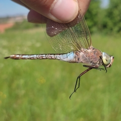 Anax parthenope