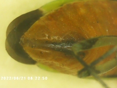 Poecilocapsus lineatus