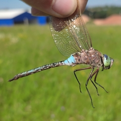 Anax parthenope