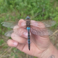 Anax parthenope