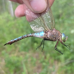 Anax parthenope