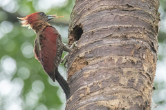 Chrysophlegma miniaceum