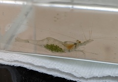 Palaemon kadiakensis