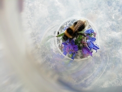 Bombus ruderatus