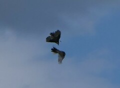 Ptyonoprogne rupestris