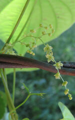 Dioscorea quaternata