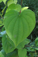 Dioscorea quaternata