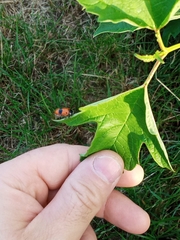 Clytra quadripunctata