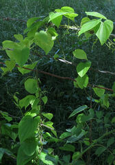 Dioscorea quaternata