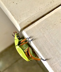 Chrysina macropus