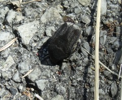 Protaetia opaca