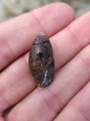 Atrimitra idae
