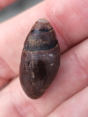 Atrimitra idae