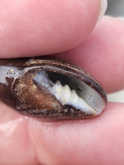 Atrimitra idae