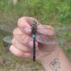 Anax parthenope