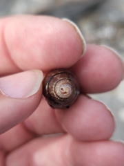 Atrimitra idae