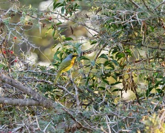 Telophorus sulfureopectus similis