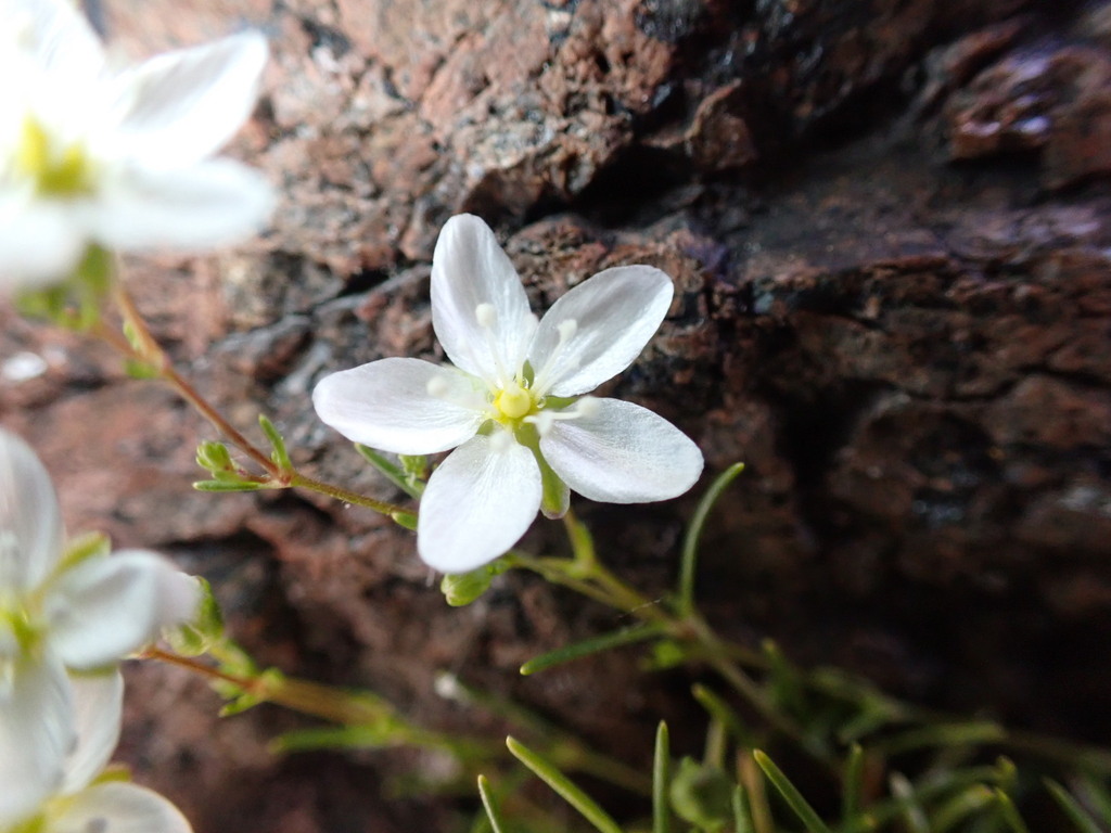 pearlworts