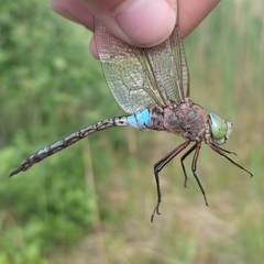 Anax parthenope