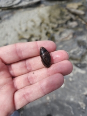 Atrimitra idae