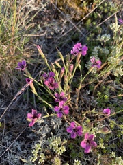 Dianthus deltoides deltoides