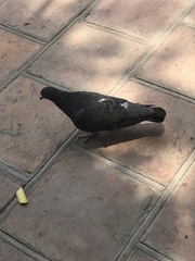 Columba livia domestica