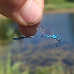 Enallagma cyathigerum