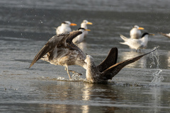 Larus dominicanus