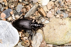 Limodromus assimilis