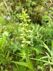 Platanthera convallariifolia