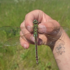 Anax imperator