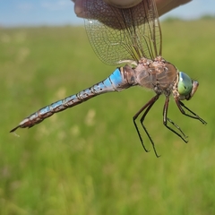 Anax parthenope